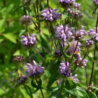 Зопник клубненосный/PHLOMIS TUBEROSA