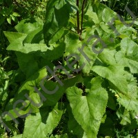 Зопник клубненосный/PHLOMIS TUBEROSA