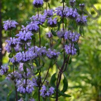 Зопник клубненосный/PHLOMIS TUBEROSA