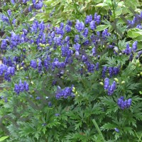 Аконит клубочковый/ACONITUM NAPELLUS