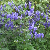 Аконит клубочковый/ACONITUM NAPELLUS