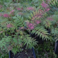 Рябинолистник СЭМ/SORBARIA SORBIFOLIA SEM