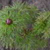 Пион тонколистный/P.tenuifolia