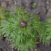 Пион тонколистный/P.tenuifolia