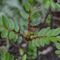 Рябина укороченная Редукта/SORBUS REDUCTA