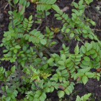 Рябина укороченная Редукта/SORBUS REDUCTA