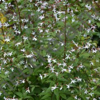 Гилления трехлистная/GILLENIA TRIFOLIATA