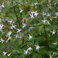 Гилления трехлистная/GILLENIA TRIFOLIATA