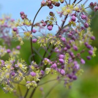 Василистник Элин/THALICTRUM ELIN