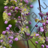 Василистник Элин/THALICTRUM ELIN