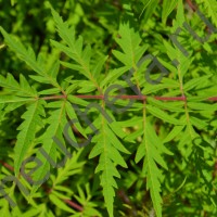 Сумах оленерогий, пушистый Диссекта/Rhus typhina Dissecta