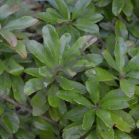 Восковница Пенсильванская/MYRICA PENSYLVANICA