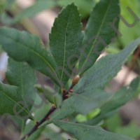 Восковник обыкновенный/Мирта болотная/MYRICA GALE