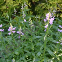 Физостегия виргинская сиреневая/PHYSOSTEGIA VIRGINIANA