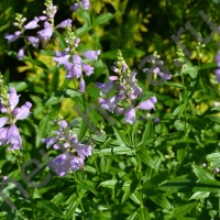 Физостегия виргинская сиреневая/PHYSOSTEGIA VIRGINIANA