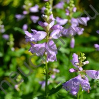 Физостегия виргинская сиреневая/PHYSOSTEGIA VIRGINIANA