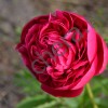 Пион Глоуинг Распберри Роуз/GLOWING RASPBERRY ROSE