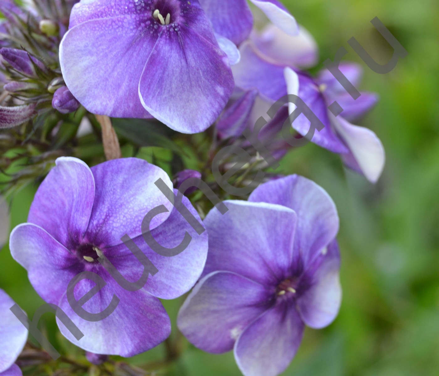 Флокс 'Алексей Вронский' / Phlox 'Aleksey Vronsky'